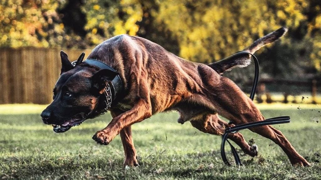 Dieta per i pastori belgi malinois