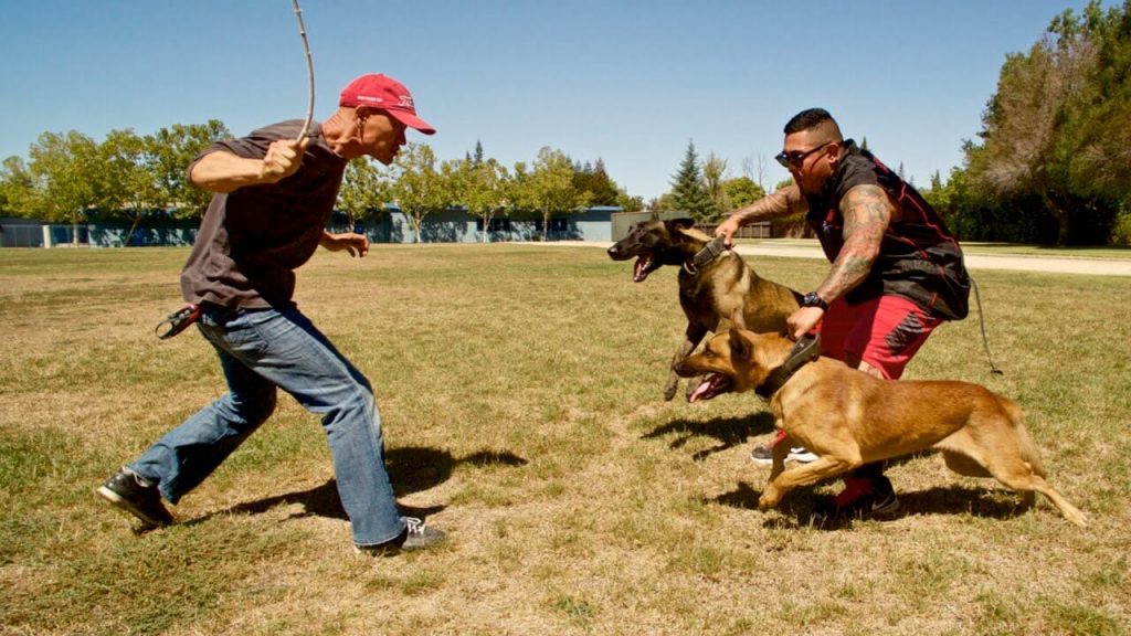 Formazione ed esercizio del cane da pastore belga Malinois
