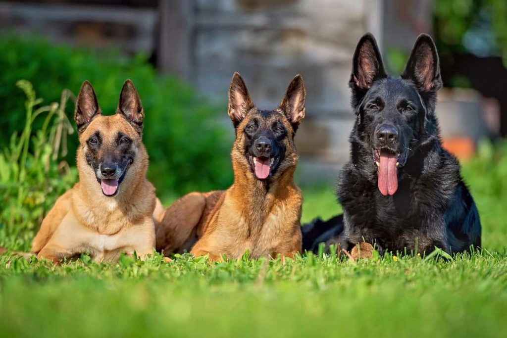 Comportamento con i bambini e altri animali domestici