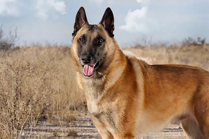 Personalità del cane da pastore belga Malinois