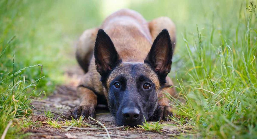 Vaccinazione dei pastore belga malinois cucciolo e dei cani adulti