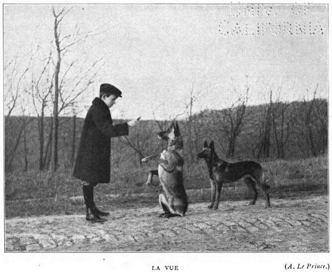 Storia e origine del pastore belga Malinois