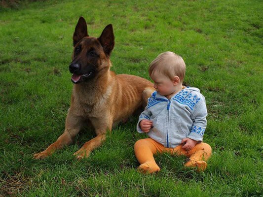 Comportamento con i bambini e altri animali domestici