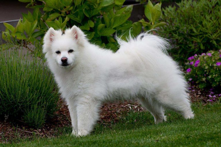 American-Eskimo-Dogs