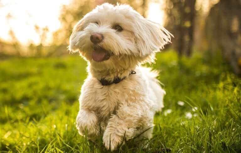 Bichon Firse