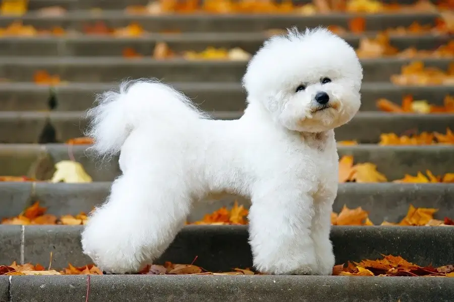 introduzione del bichon frise