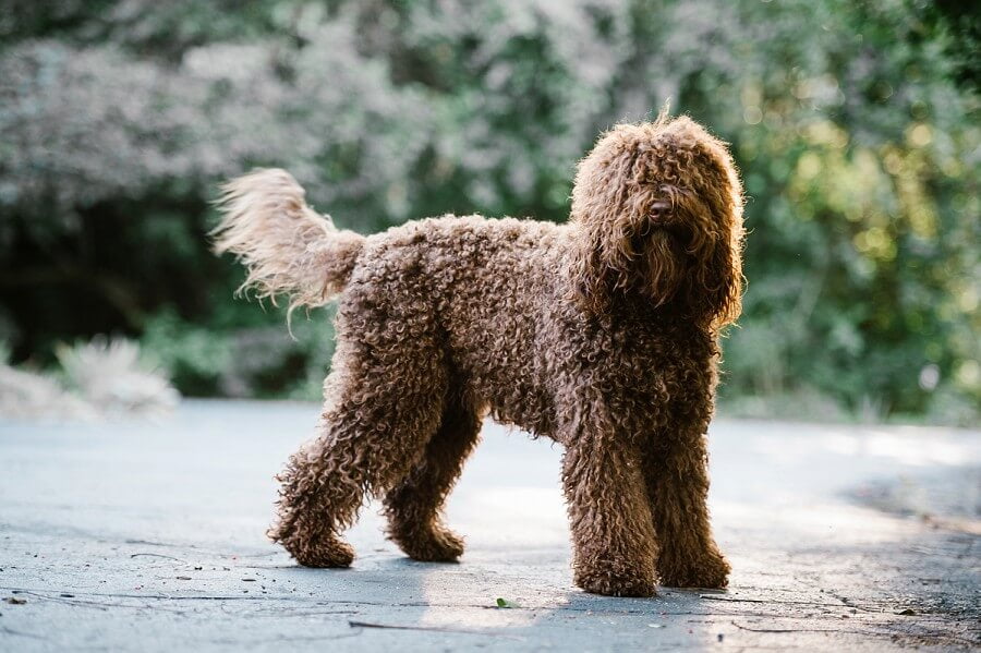 introduzione del cane barbet