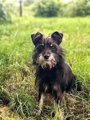 Affenpinscher