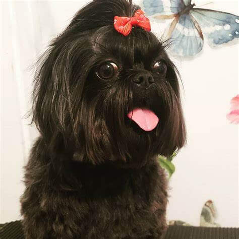 Affenpinscher