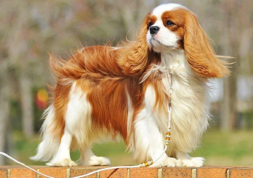 Cavaliere re Carlo Spaniel