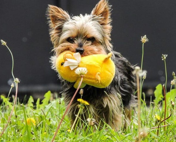 Yorkshire Terrier