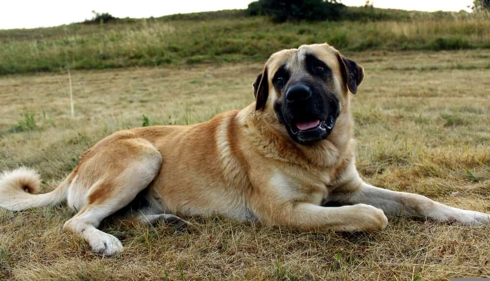 Kangal-Apparizione