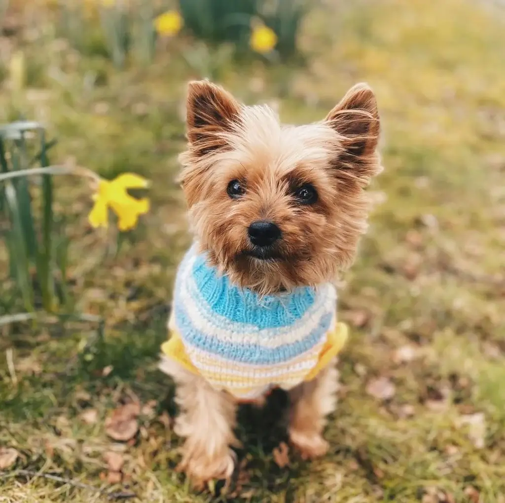 Yorkshire Terrier