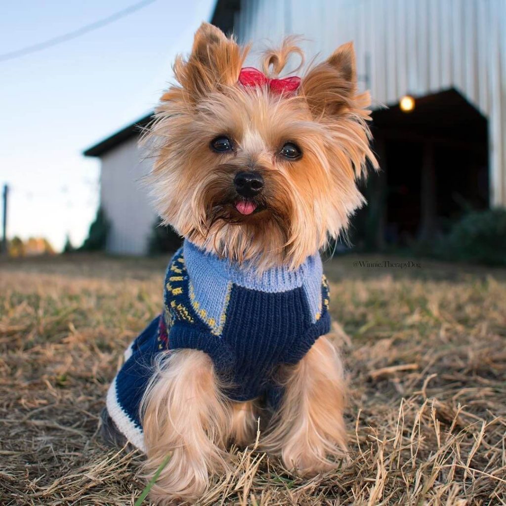 Yorkshire Terrier