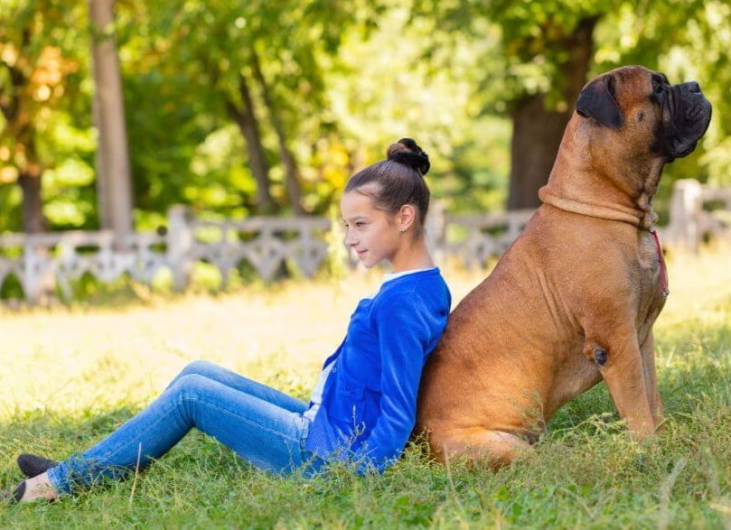 bullmastiff con bambini