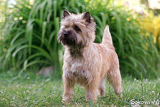 Carrin Terrier