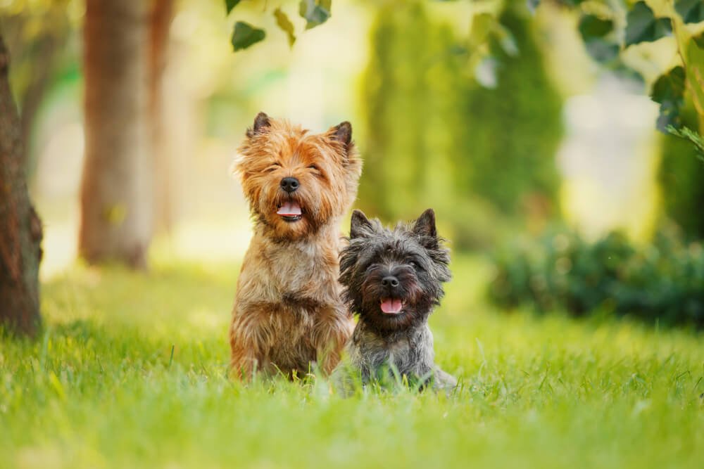 Carrin Terrier
