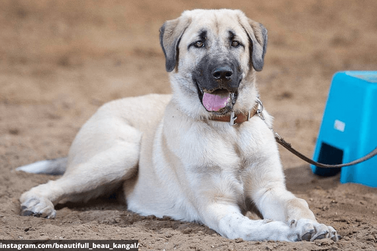 cane da pastore kangal