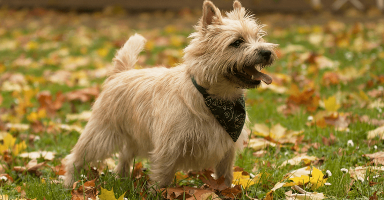 introduzione al cairn terrier