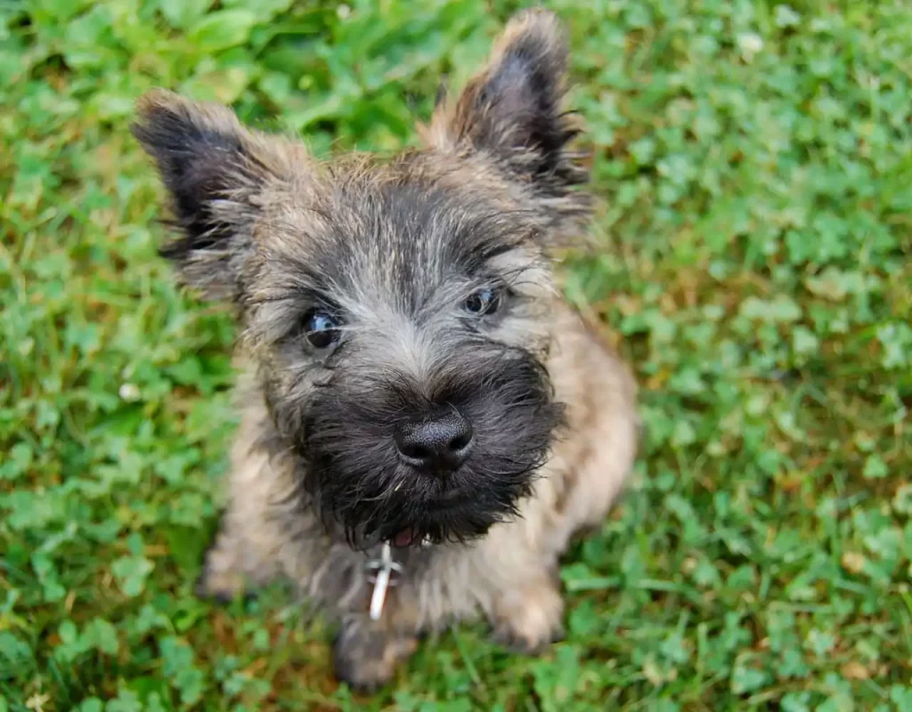 Carrin Terrier