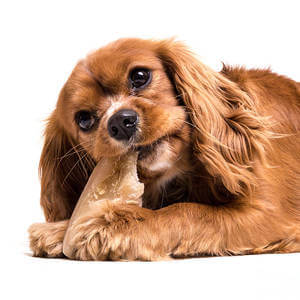 Cavaliere re Carlo Spaniel