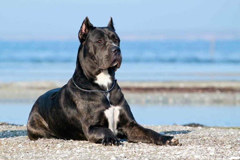 Cane_Corso_2019-08-29T203105