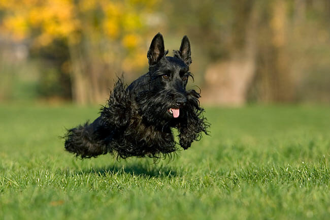 Carattere Scottish Terrier