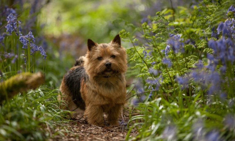 Conclusione Norwich Terrier