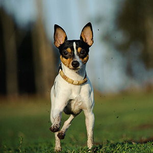 Ratto Terrier
