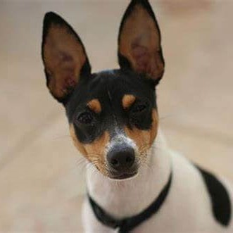 Ratto Terrier