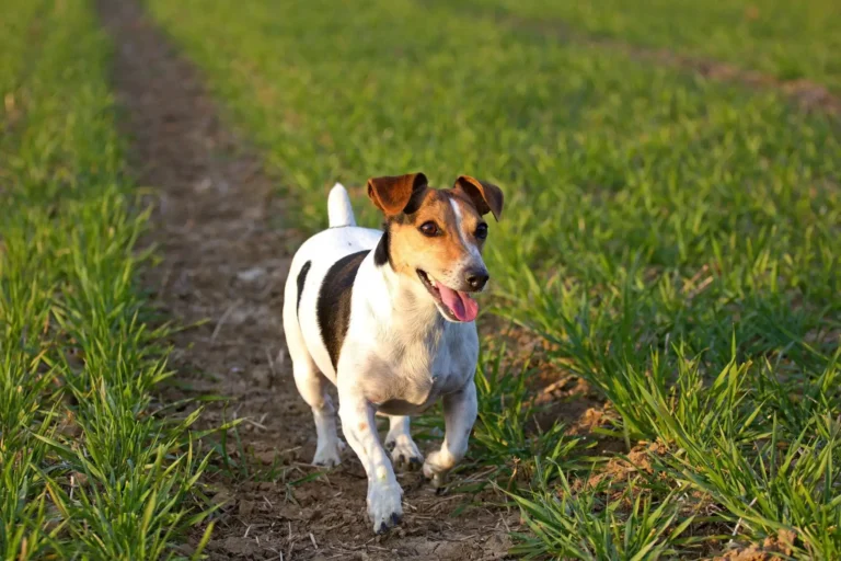 Introduzione al Jack Russell Terrier