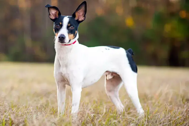 Introduzione al rat terrier