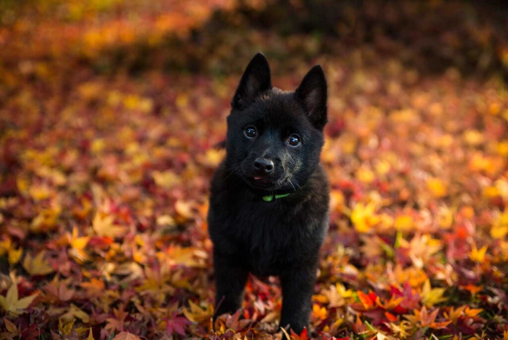 Schipperke