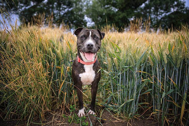 Introduzione allo Staffordshire Bull Terrier