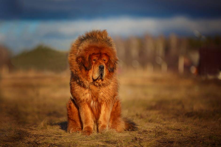 Mastino tibetano sano