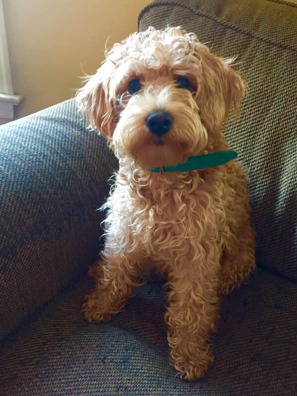 Schnoodle