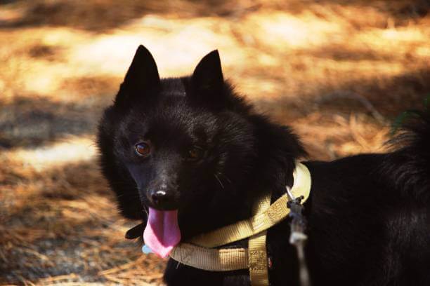 Schipperke