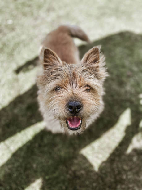 Norwich Terrier