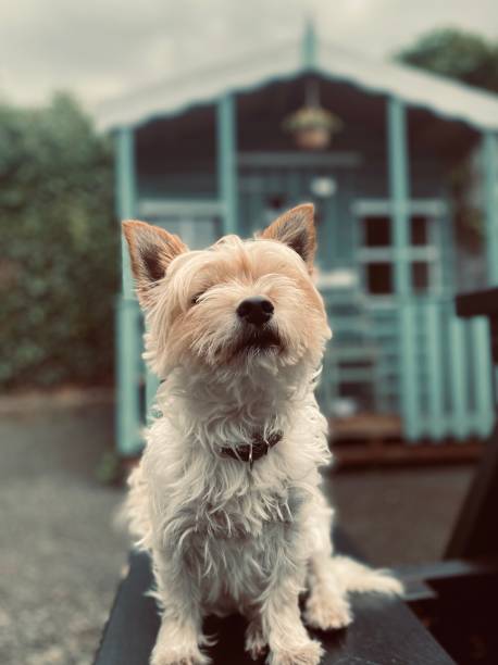 Norwich Terrier