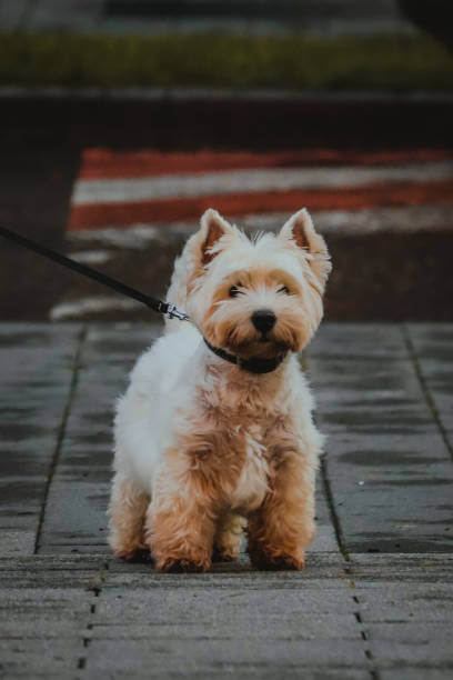 Norwich Terrier