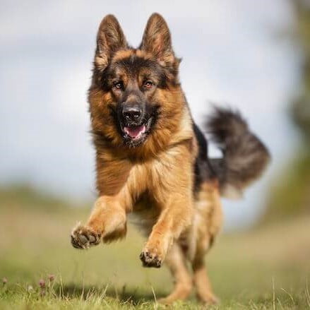 Cane da pastore belga: Carattere e Cura | Cani in Casa