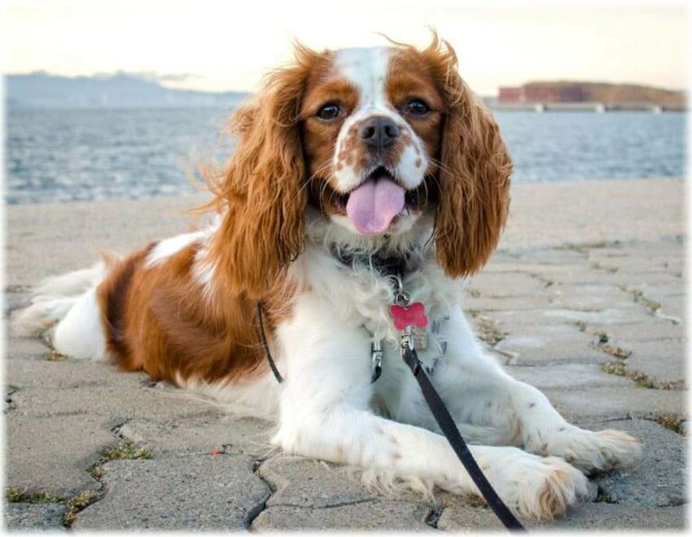 Cavalier King Charles spaniel