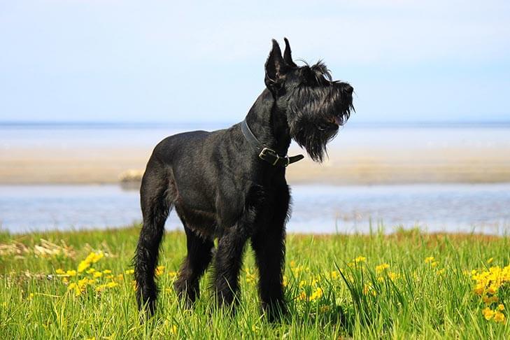 Schnauzer gigante sano