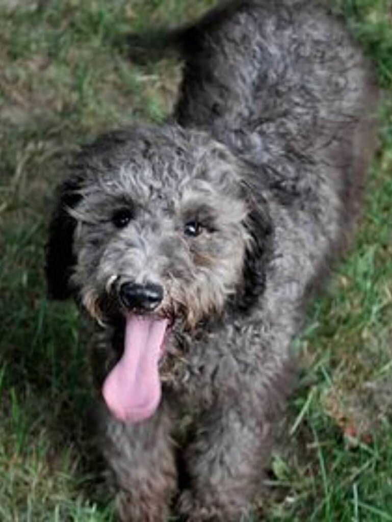 Schnoodle