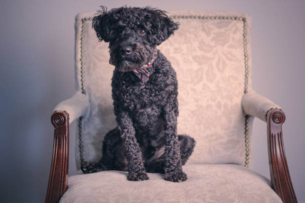 Schnoodle
