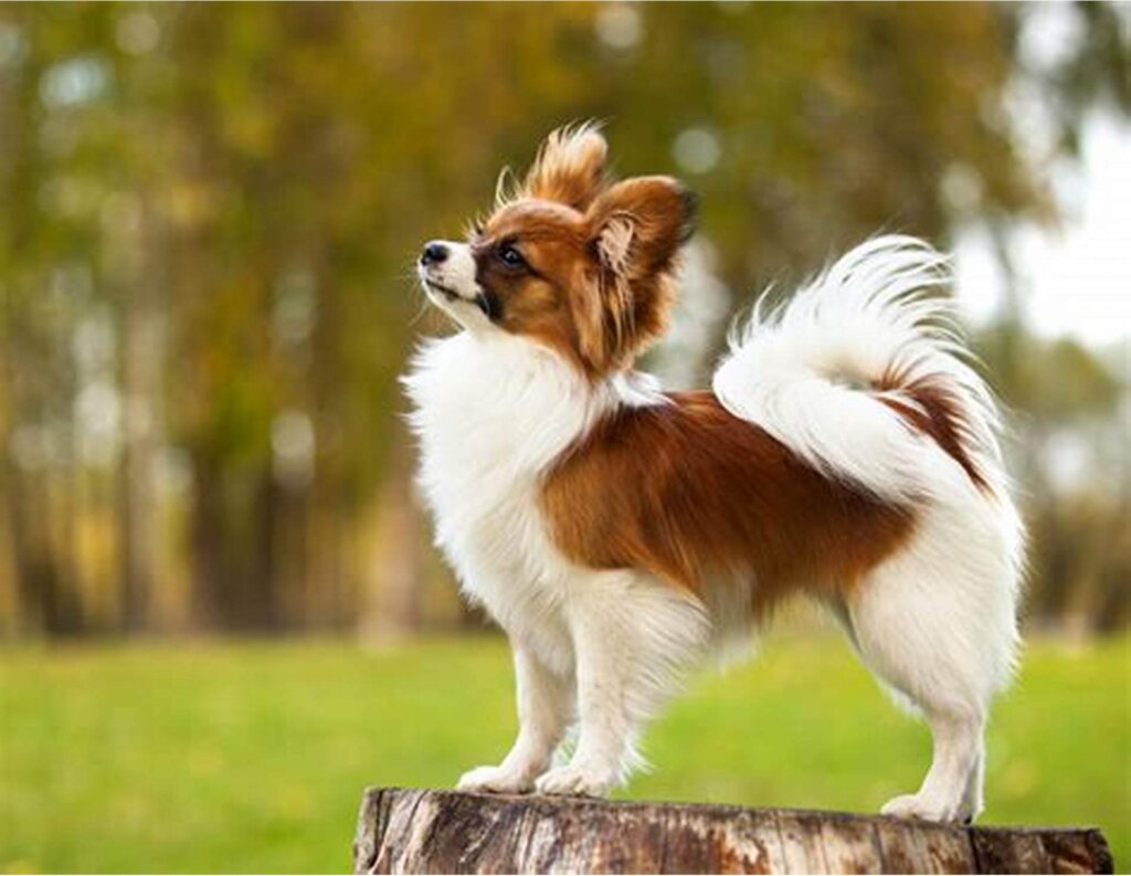 Papillon