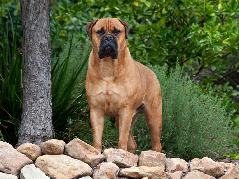 introduzione al bullmastiff