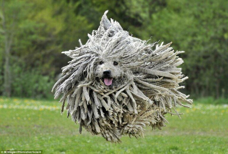introduzione al cane puli