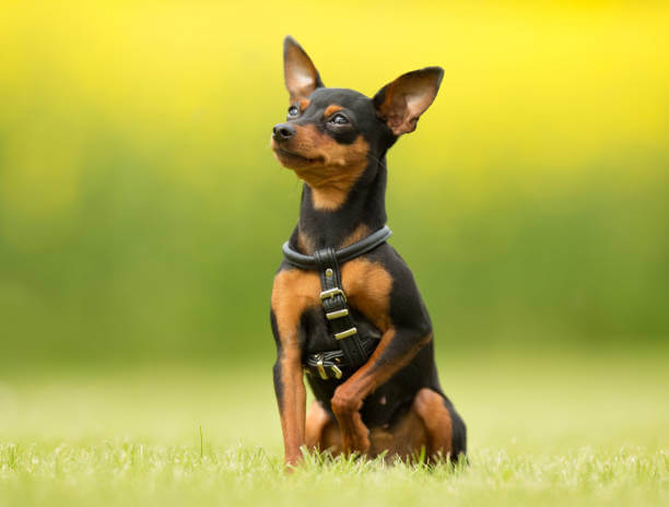 Pinscher in miniatura