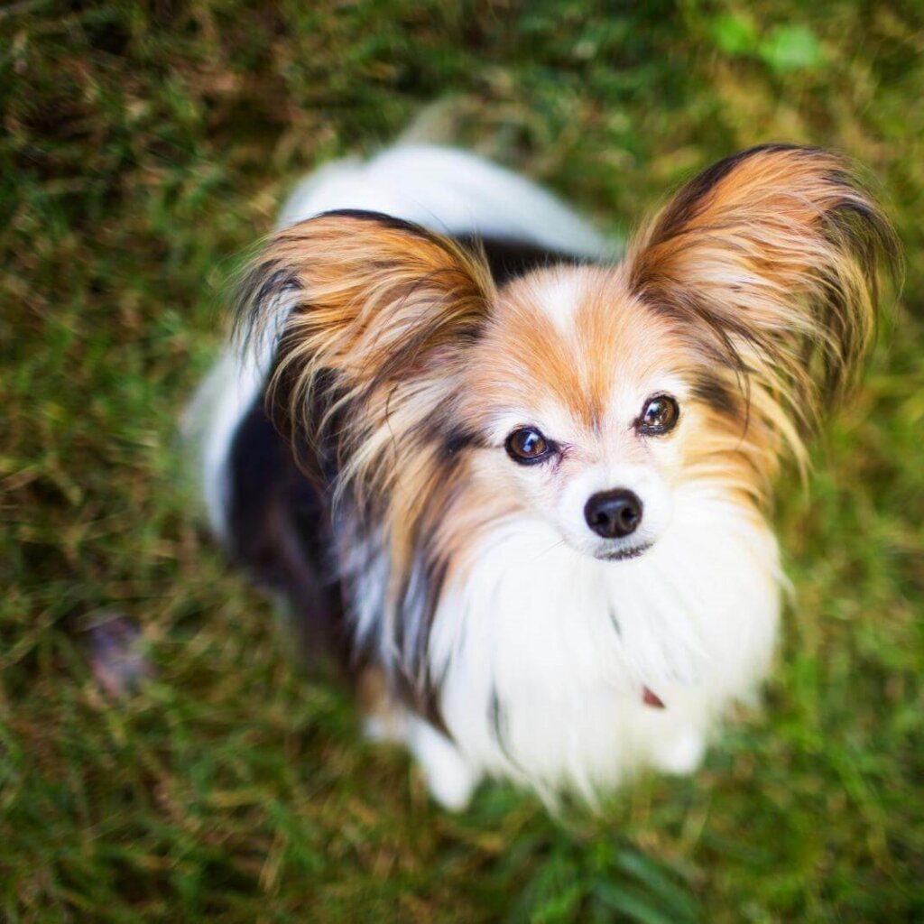 Papillon